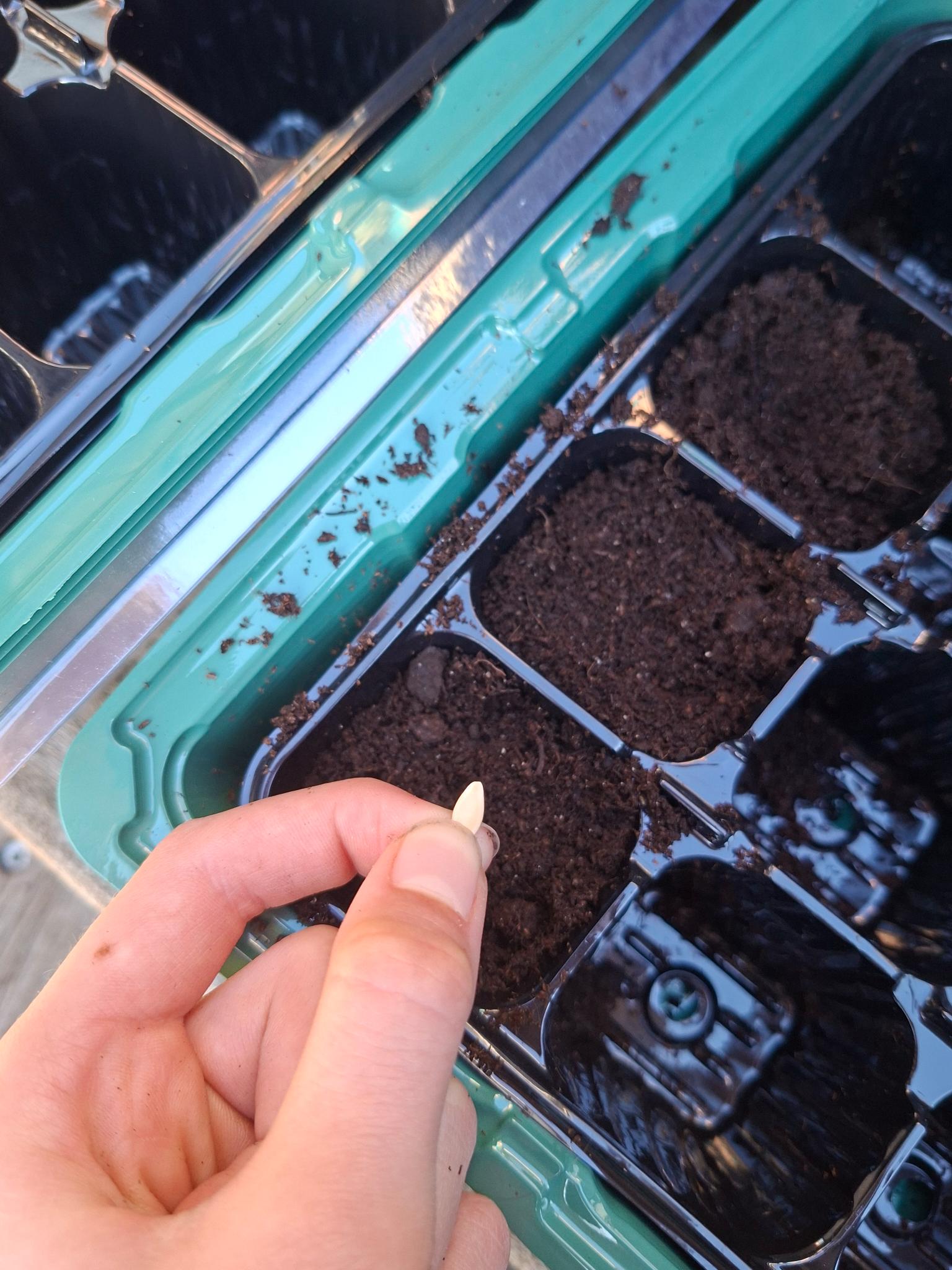 Ich pflanze meine Snackgurken an 🥒