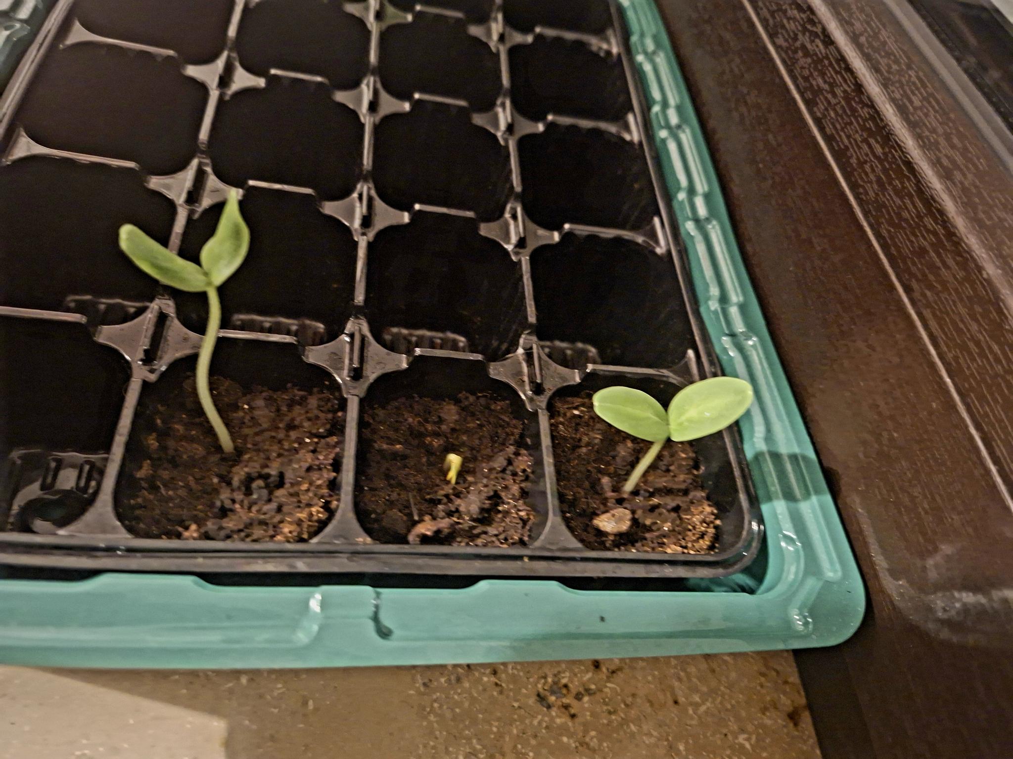 Die Pflanzen werden größer&#8230;