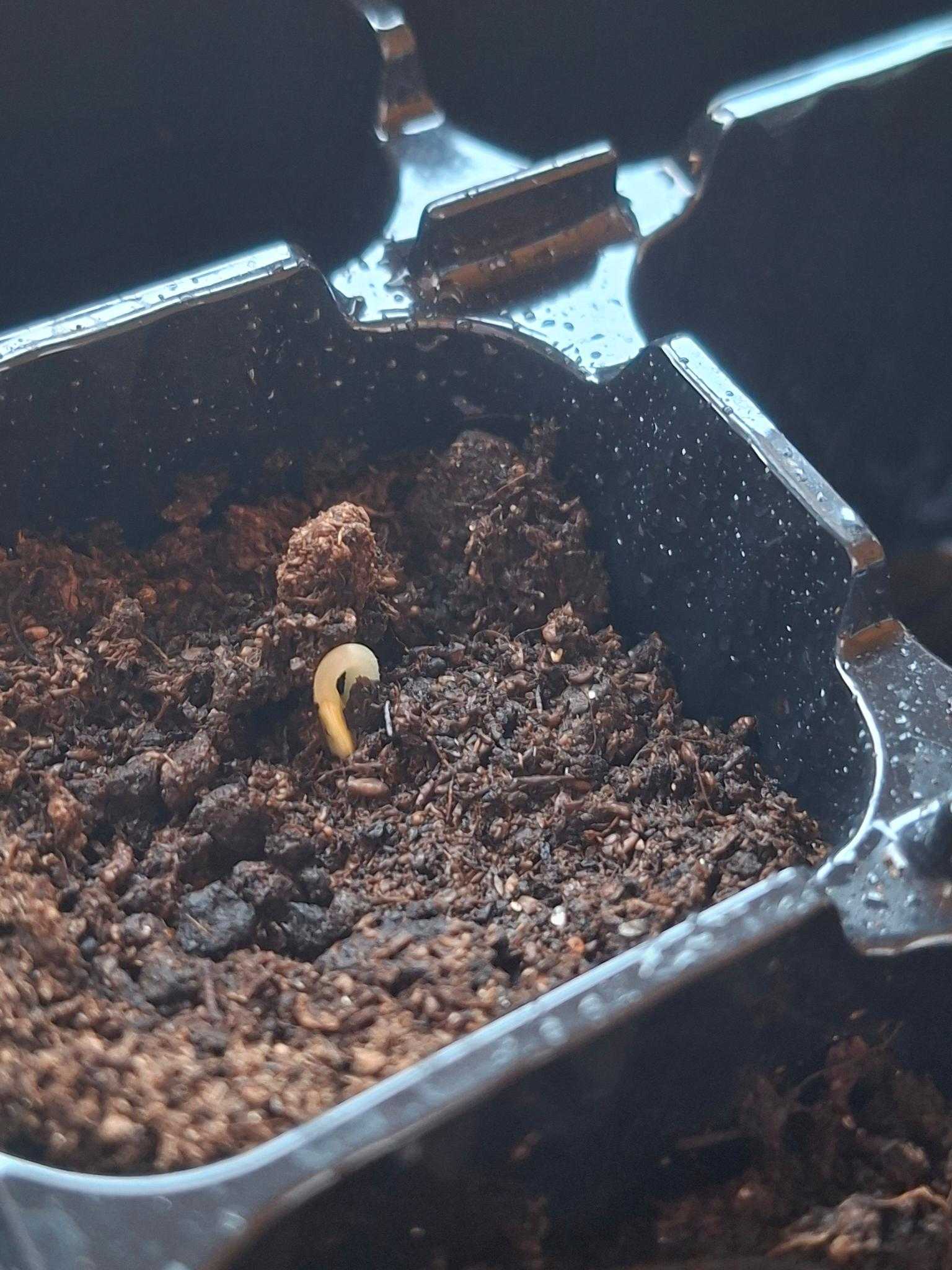 Die Snackgurkenpflanzen keimen 🌱